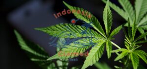 Is Cannabis Truly Used for Medical Purposes?